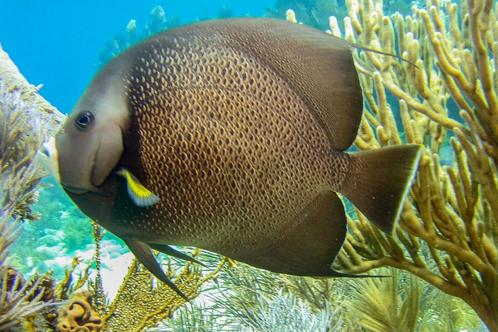 Half Day Snorkel Trip on Reefs in the Florida Keys - Photo 1 of 19